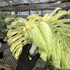 希少モンステラデリシオーサホワイトモンスター斑入りミント 観葉植物