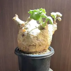 2026年最新】キフォステンマの人気アイテム - メルカリ