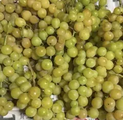 訳あり/ 甘いシャインマスカット箱入りで1kg