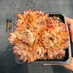 Top【選抜株】多肉植物　264841クラバツム50個　水耕栽培　プラグトレー苗 Top【選抜株】多肉植物 264841クラバツム50個 水耕栽培 プラグトレー苗
