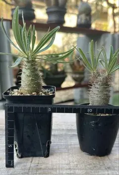 パキポディウム グラキリス 2株セット 塊根植物 【②のびのびセット