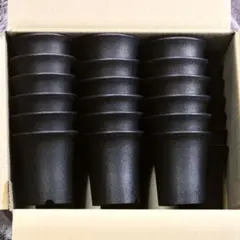 駿河蘭(蘭陶器鉢ごと)メルカリ便発送写真14枚目 10/13撮影NO.1