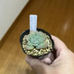 2026年最新】リンゼアナ 中里の人気アイテム - メルカリ