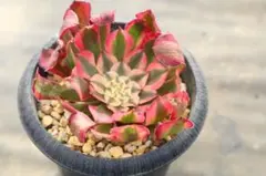 2026年最新】アエオニウムの人気アイテム - メルカリ