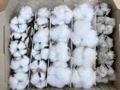 コットンフラワー/綿花/ドライフラワー