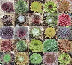 Sempervivum 品種おまかせ15品種セットのサムネイル