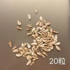 2026年最新】ウィンゾリー 種子の人気アイテム - メルカリ