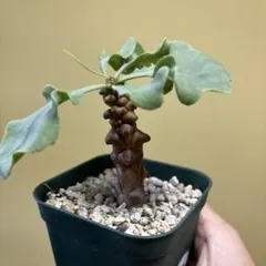 2026年最新】オトンナ ヘレーの人気アイテム - メルカリ