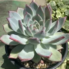 エケベリア　コロラータ錦玉園　親苗からの直系のカキ仔　多肉植物のサムネイル
