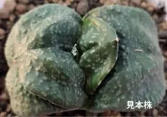 メルカリ便発送＆ロウルサンコさんラベル付き☆アガベ護摩雷帝(国内