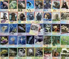 鳥羽水族館 70周年 コレクションカード - メルカリ
