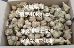 菊芋10kg+α　農薬と化学肥料の使用なし