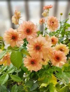 2025年最新】ラナンキュラス ラックスの人気アイテム - メルカリ