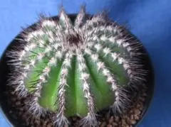 Tashi様 リクエスト 2点 まとめ商品