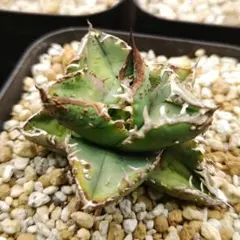 2026年最新】冰雹の人気アイテム - メルカリ