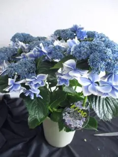 2025年最新】加茂セレクションの人気アイテム - メルカリ