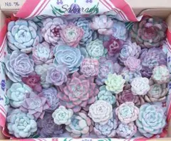 もりちぃ様 リクエスト 2点 まとめ商品