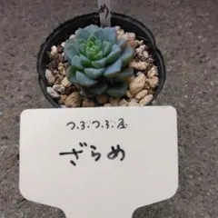 2026年最新】つぶつぶ ざらめの人気アイテム - メルカリ