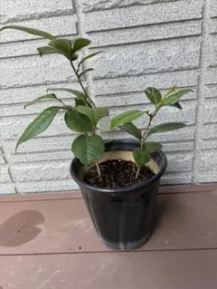 超メルカリ市☆期間限定！ 幸せの☆ガジュマルの木 送料無料 観葉植物