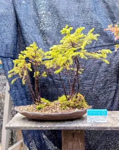 赤蝦夷松寄せ植え最高品 - メルカリ