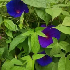 m's store様 リクエスト 2点 まとめ商品