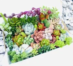 ◯多肉植物 カット苗 ミックス　たっぷり 箱いっぱい お楽しみセット 匿名配送のサムネイル