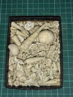 静岡県掛川産　貝殻化石　化石　巻き貝化石　二枚貝化石　化石標本　中まとめ売り