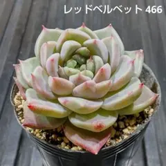 レッドベルベット 466 エケベリア 多肉植物 抜き苗