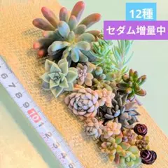 多肉　エケベリア　セダム　増量　詰め合わせ　カット苗　寄せ植え　多肉弁当