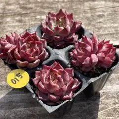 マル 様専用❗️015黒夜040マウンテンフルーツジェニー　2点おまとめ❣️