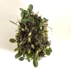 YMO様 リクエスト 2点 まとめ商品