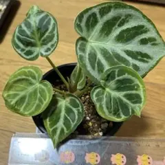 2026年最新】アンスリウム 種の人気アイテム - メルカリ