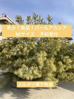 希少！フレッシュ！パールアカシア（おまけもあり） 80サイズ