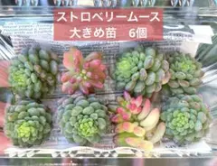 つぶつぶセット★T３５　ストロベリームース大きめ苗6個　多肉植物の寄せ植えにのサムネイル