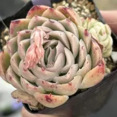 ななはな様 リクエスト 5点 まとめ商品