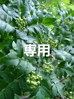 終了間近！送料込み！青森県産 実山椒☆採れたて300g ☆値引き可のサムネイル