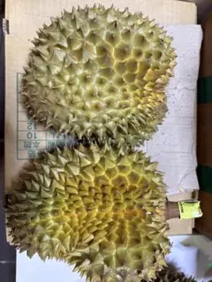 ドリアン 訳あり品 キズ・変色あり10kg 佐川冷蔵発送 - メルカリ
