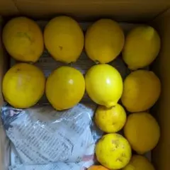 【旭商同窓会様専用】レモンと生姜