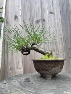 週末オークション 黒松 盆栽 小品・中品 模様木 古木 - メルカリ