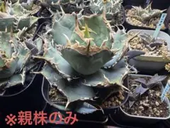 特選】 ユーフォルビア ホリダ 関上白太ホリダ 雄株 子株② - メルカリ