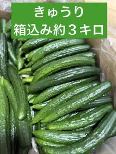 ハウスきゅうり　箱込み約20キロ ハウスきゅうり 箱込み約20キロ - メルカリ