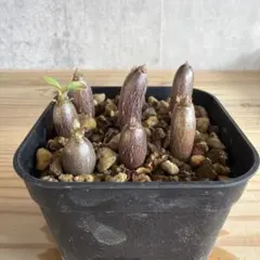 2026年最新】ウィンゾリーの人気アイテム - メルカリ