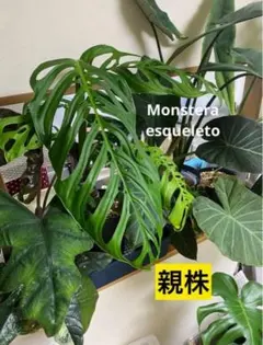 2025年最新】モンステの人気アイテム - メルカリ