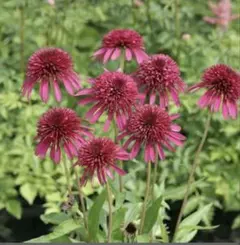 花様 リクエスト 2点 まとめ商品