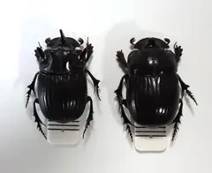 2025年最新】ダイコクコガネの人気アイテム - メルカリ