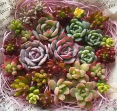 ローラ錦   抜き苗 ローラ錦 抜き苗 2025年最新】多肉 ローラ錦の人気アイテム