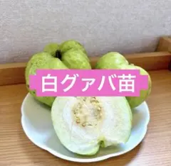 白グァバ苗　抜き苗1株