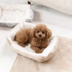 【新品未使用‼️】ペットベッド クッション 犬ベッド 猫ベッド小型犬 グレー