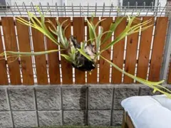 引き取り限定 超特大 トックリビロウ クバ 球状の幹 - メルカリ