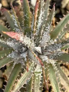 ディッキア Dyckia Fosteriana-fosteriana Nels - メルカリ